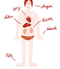 Drawn human with heart, liver and kidneys in the abdominal area. The names of these organs and the words eyes, hands and feet are written around them in cursive script and assigned with a line.