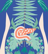 Colorful drawing of a human skeleton from the shoulders to the base of the legs with a large pancreas. All bones are shown with different leaves.